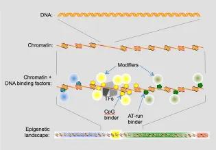 DNA Association illustration