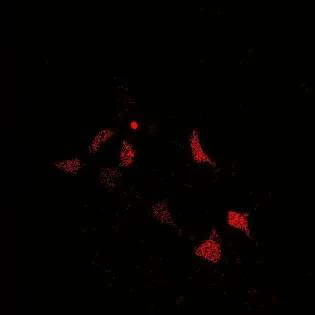 Sensitised Emission FRET