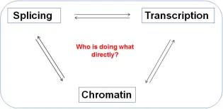 Illustration of Functional interactions between splicing transcription and chromatin