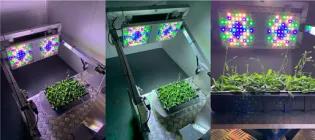 Fig. 2 SOLAR in action; Arabidopsis thaliana receiving light with different spectral compositions and from different angles.