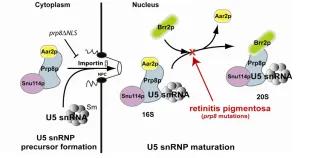 Cartoon showing the proposed pathway for U5 snRNP biogenesis in budding yeast