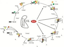 A model for the function of Brr2p driving conformational rearrangements in the spliceosome, and as a regulator of other splicing