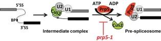 Cartoon showing a possible intermediate complex in pre-spliceosome formation.