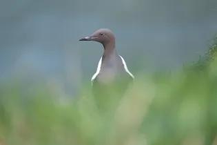 Guillemot