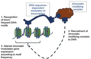 Chromatin illustration