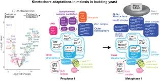 Illustration of kinetochore adaptions in meiosis in budding yeast