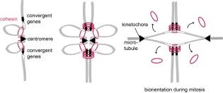Illustration of biorientation during mitosis