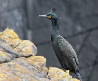 European shag Isle of May