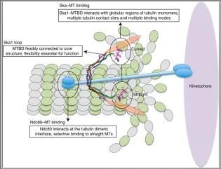 Research illustration from the lab, details in paper which is liked in text