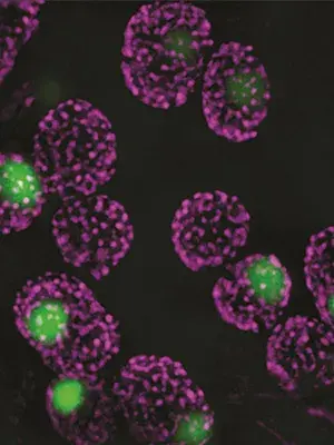 McCormick-Algal