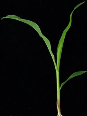 PlantLab-Grass-Leaf