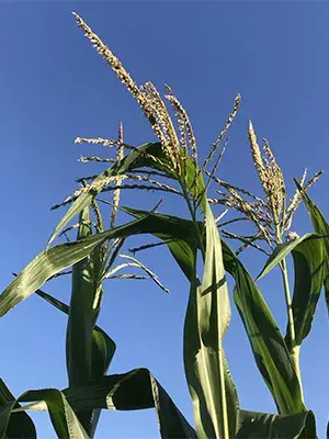 PlantLab-Maize