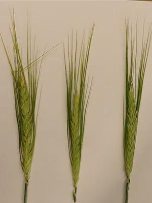 PlantLab-BarleySpikes