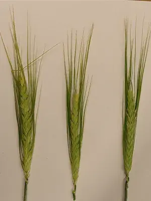PlantLab-BarleySpikes