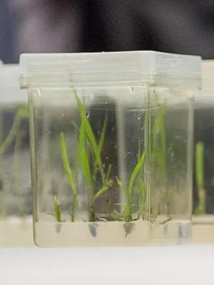 Cereal shoots growing on media in a culture box