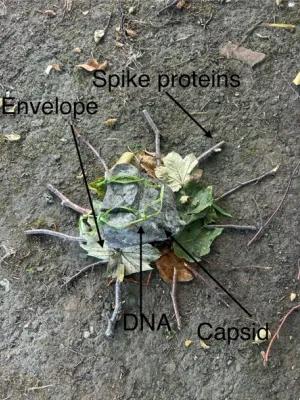 Photo of a pile of leaves with sticks laid around the outside like spokes of a wheel, it's labelled with 'Envelope', 'Spike proteins', 'Capsid' and 'DNA'
