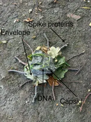 Photo of a pile of leaves with sticks laid around the outside like spokes of a wheel, it's labelled with 'Envelope', 'Spike proteins', 'Capsid' and 'DNA'