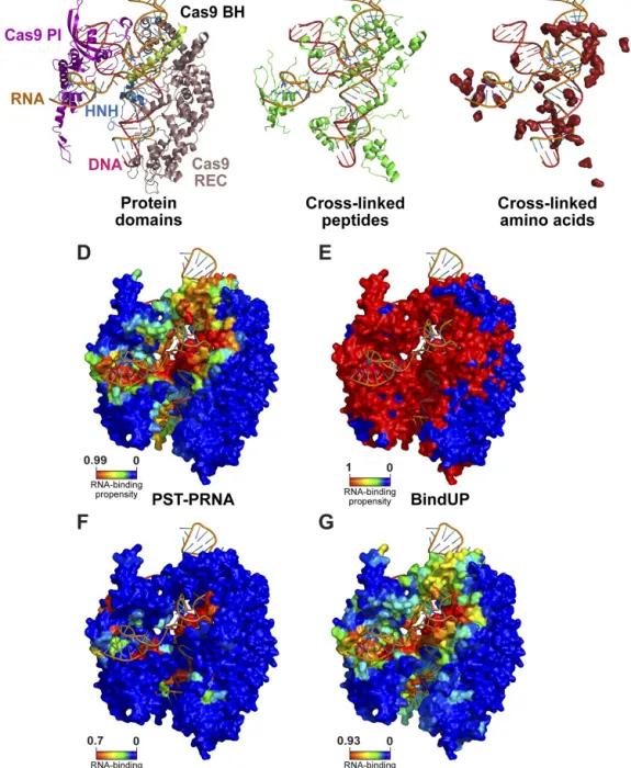 Figure showing pyRBDome predictions on Cas9 structure