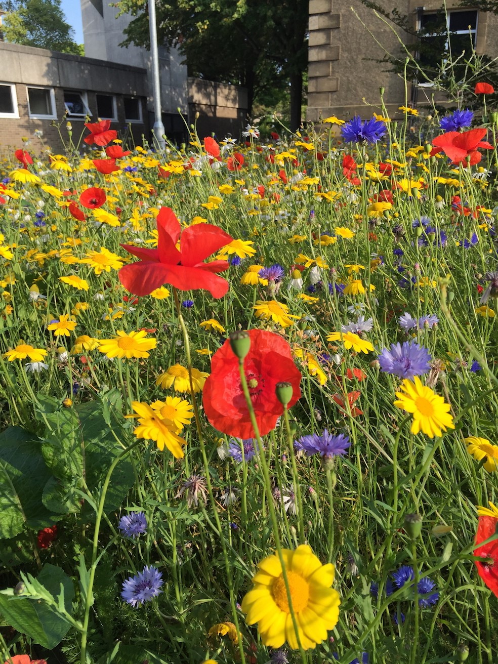 Photo of the wildflower meadow behind the Ashworth Complex