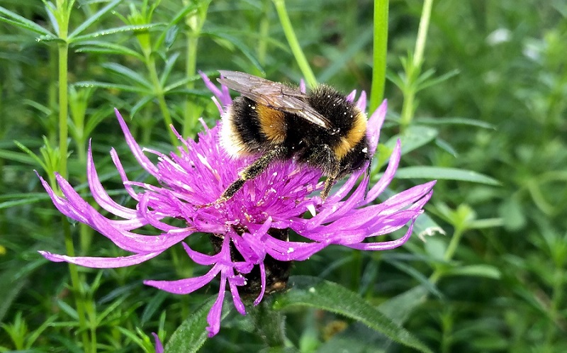 White tailed bumblebee on knapweed - Image Credit: Professor Graham Stone