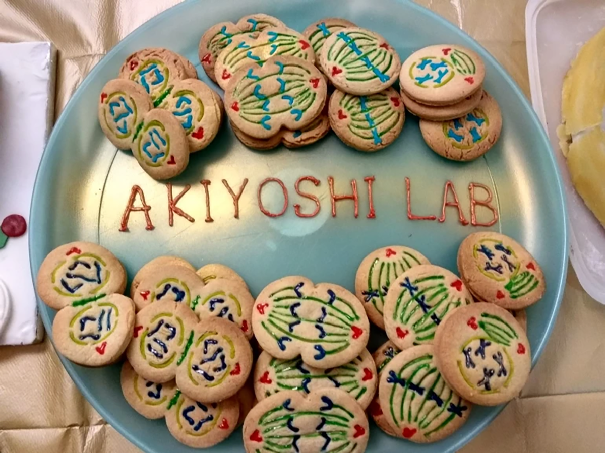 Photo of a plait of cookies decorated with cell patterns on a blue plate with 'Akiyoshi lab' written in icing