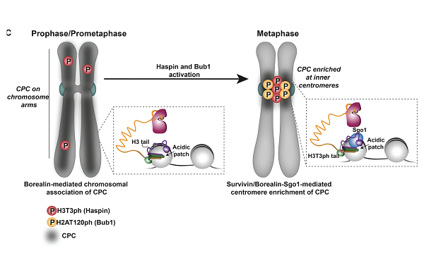 Image from Jeyaprakash paper, Journal of Cell Biology 2019