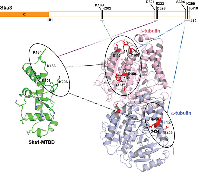 Image from Jeyaprakash paper Scientific Reports 2016