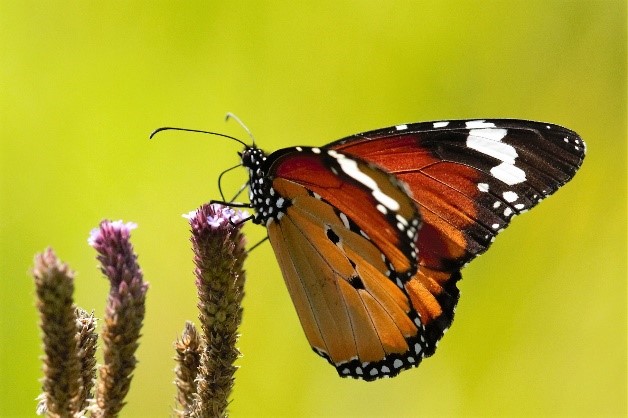 African Monarch Butterfly