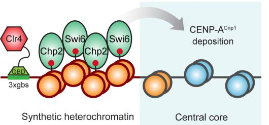 Image from Allshire paper, Science 2009