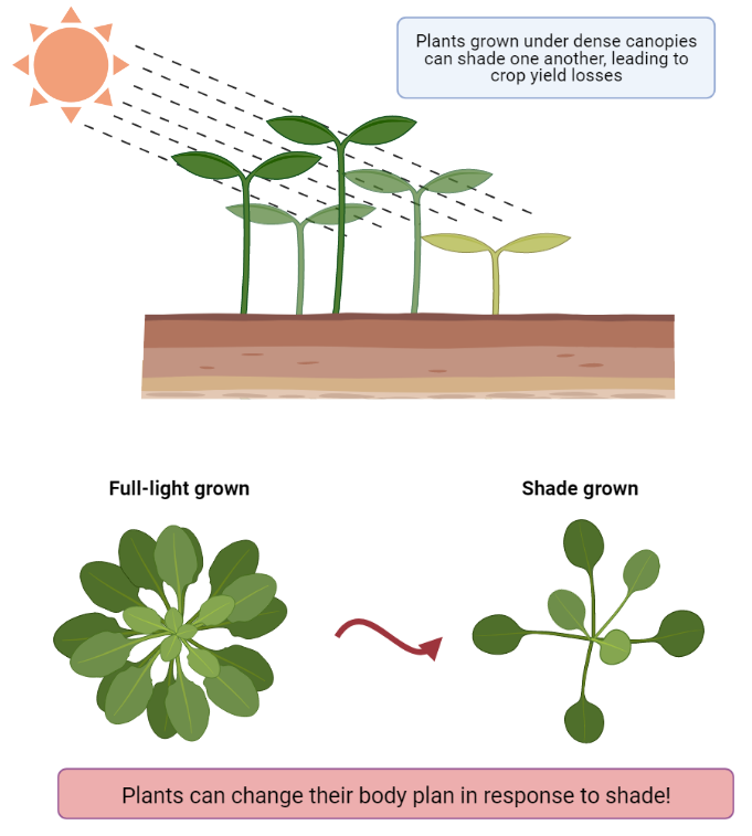 Diagram of Shade Avoidance Syndrome