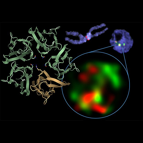 Image from Heun paper, Nucleic Acids Research 2018