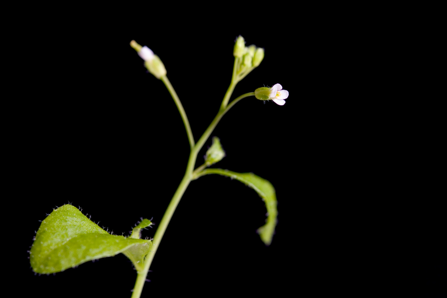 Arabidopsis thaliana