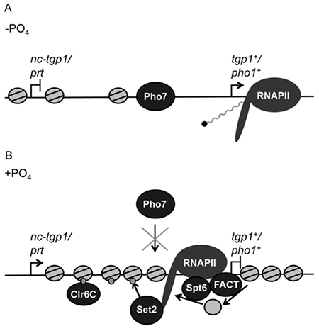 Image from Allshire paper, Nucliec Acids Research 2016