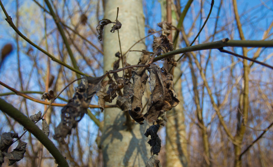 Gene study highlights threat of ash dieback | Biology