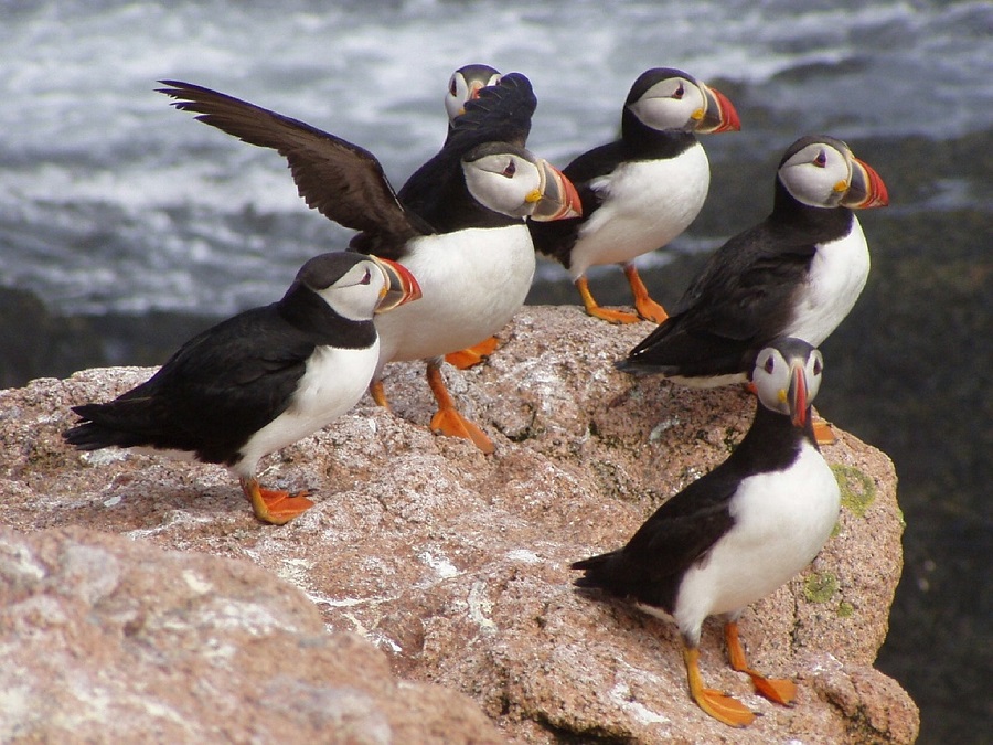 Atlantic Puffins