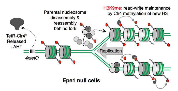 Image from Allshire paper, Science 2015