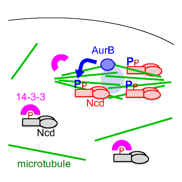 Image from Ohkura paper Journal of Cell Biology 2017