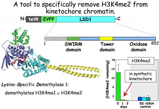 Image from Earnshaw paper, EMBO journal 2011