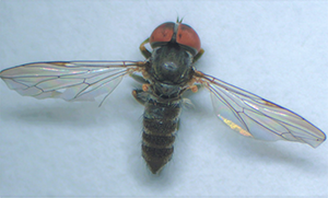 Photo of the parasitoid big-eyed fly