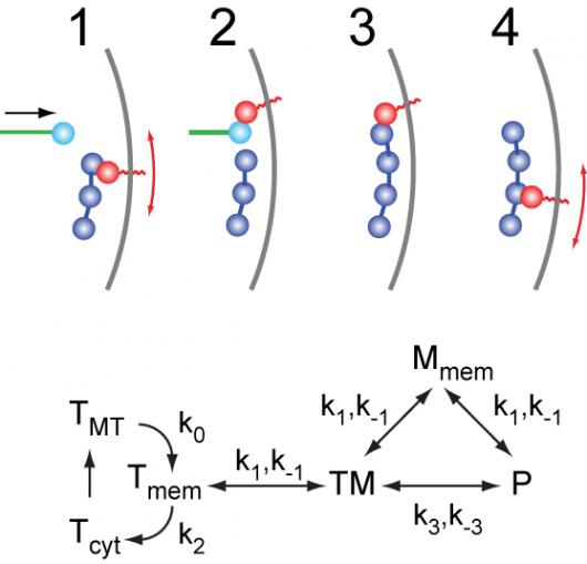 Image from Sawin paper, current Biology 2010 2