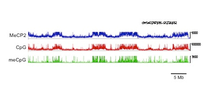 Image from Bird paper, Molecular Cell 2010