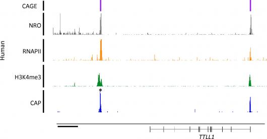 Image from paper, PLoS Genetics 2010