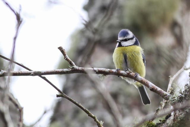 Blue Tit