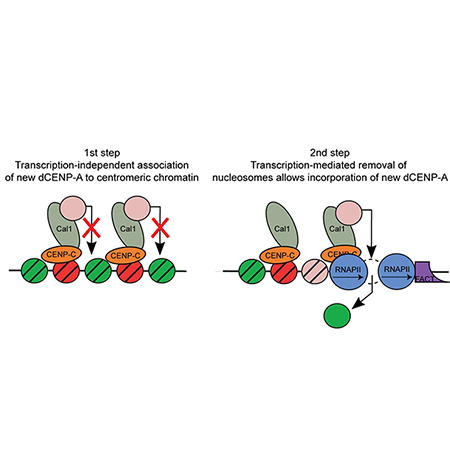 Image from Heun paper, Journal of Cell Biology 2018