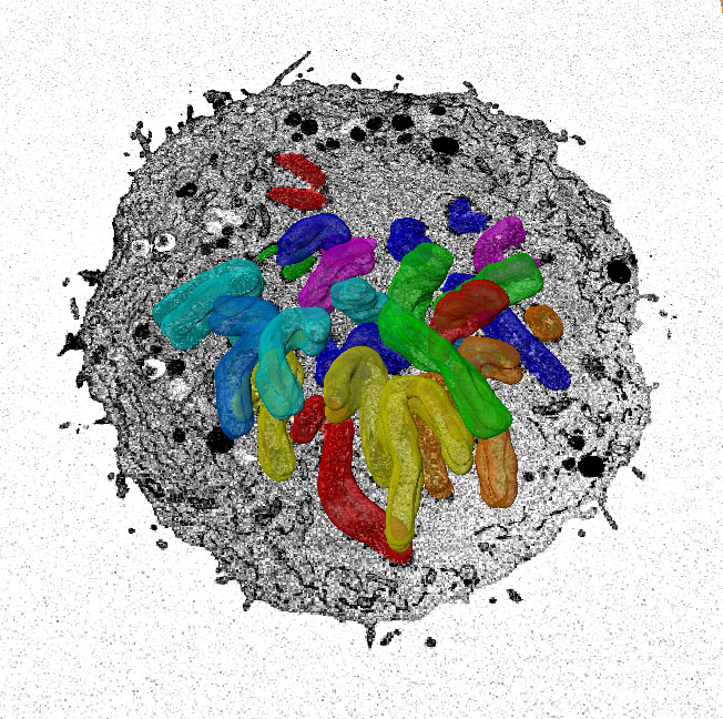 Image from Earnshaw Molecular Cell paper 2016