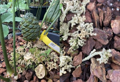 Image of Bowenia spectabilis (L) and coralloid roots (R) courtesy of Sandy Hetherington