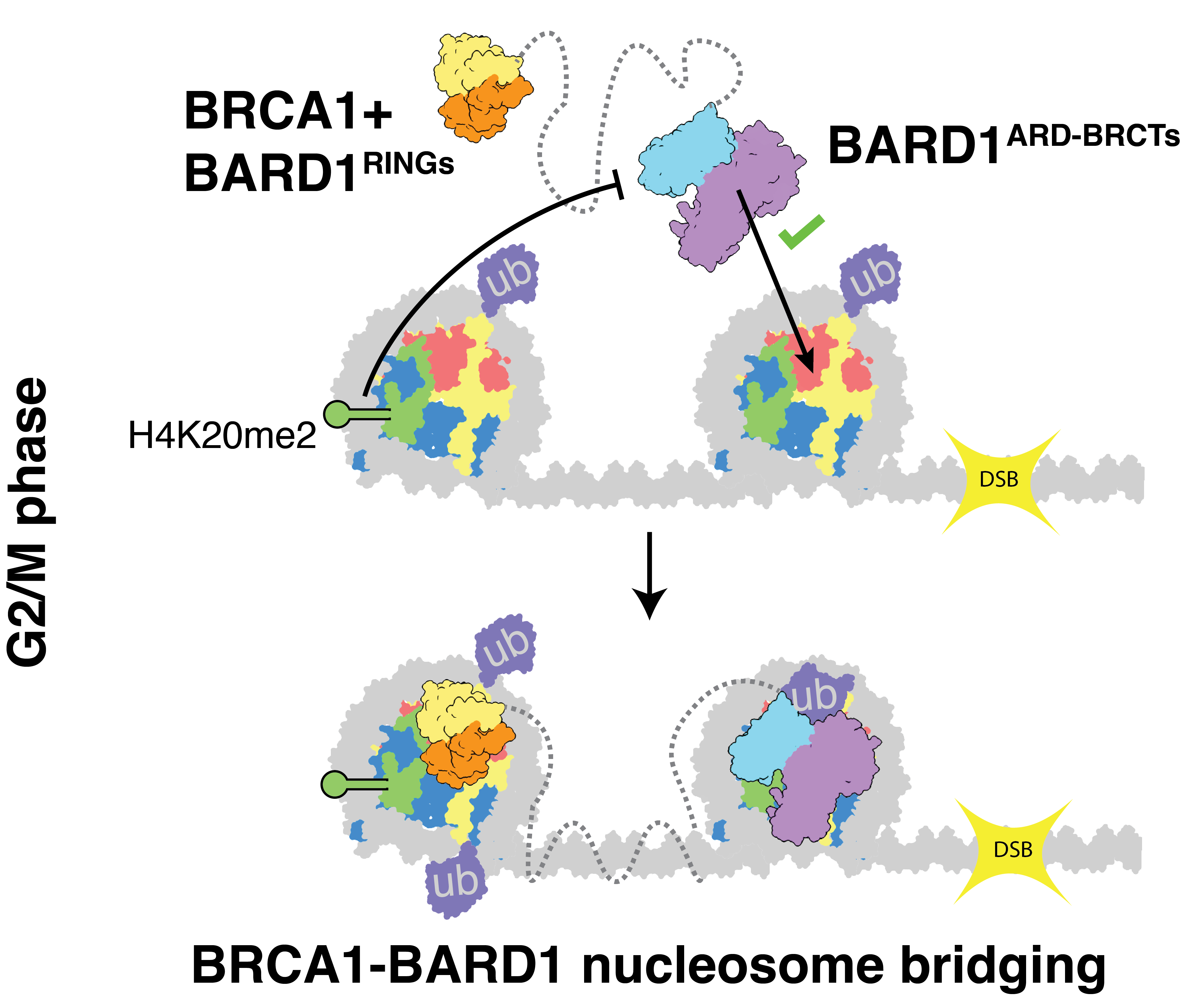 Wilson group research paper image, details in text