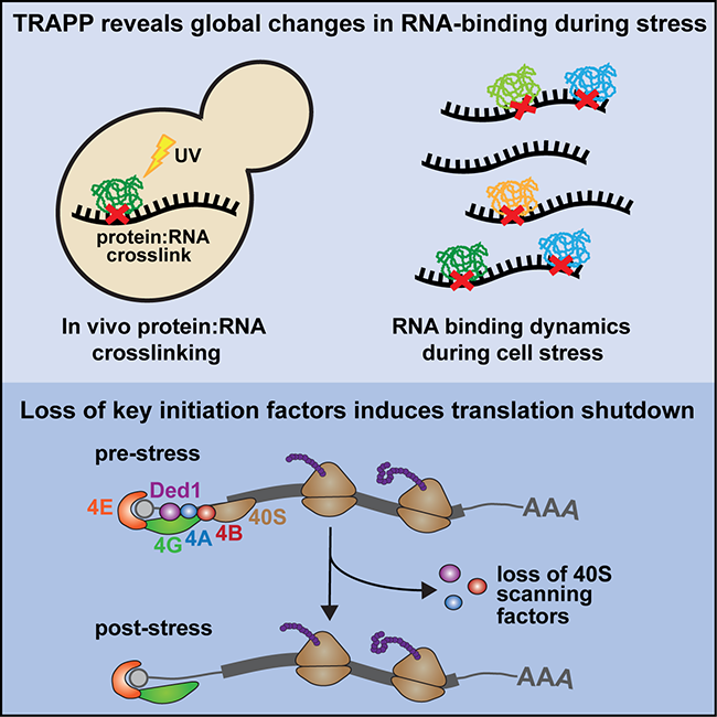 Tollervey lab paper from Molecular Cell 2020