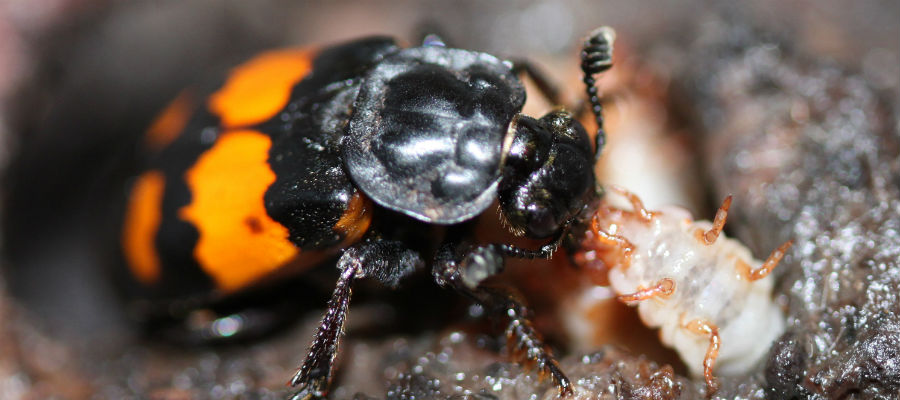 Burying Beetles