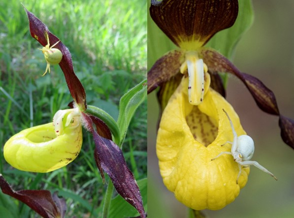 Cypripedium crab spider and Muhu crab spider